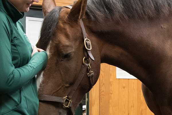 Horse getting treatment