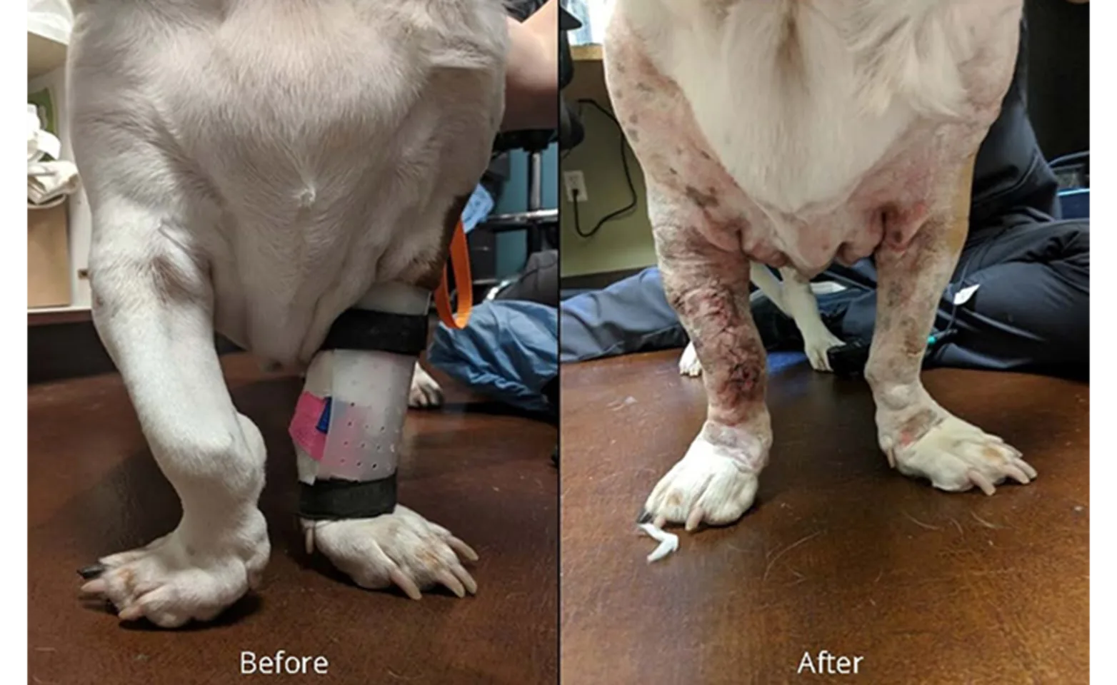 Before and After of dog's legs with Angular Limb Deformities (ALD) Before and After of dog's legs with Angular Limb Deformities (ALD)