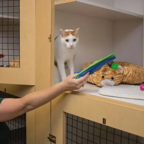 A Woman Gives Toys to 2 Cats at Rover Oaks Pet Resort