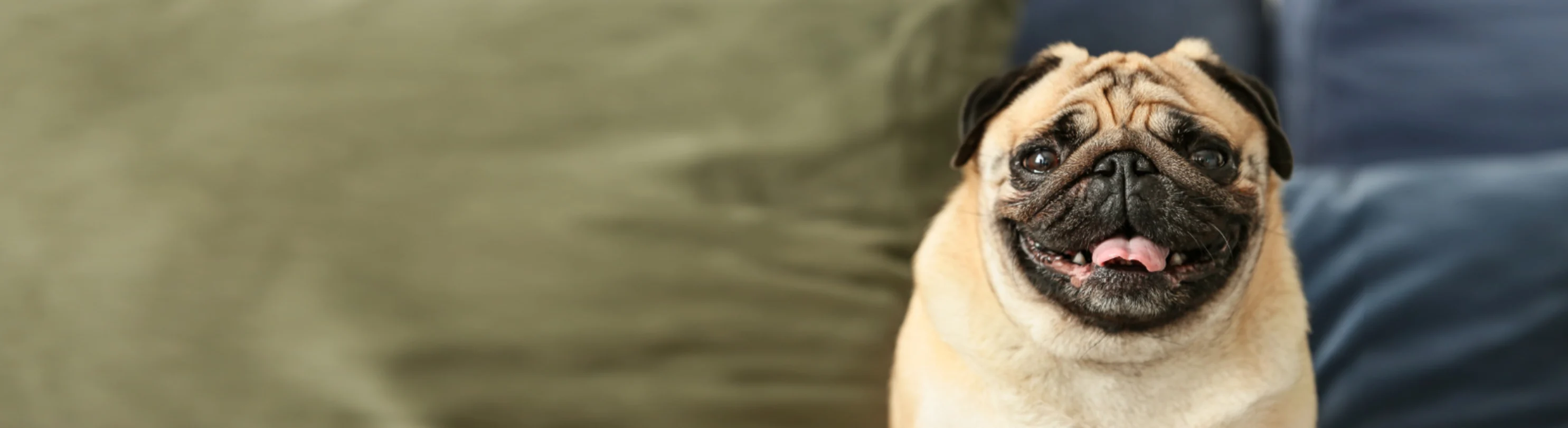 A pug sitting on a blue couch with green pillows