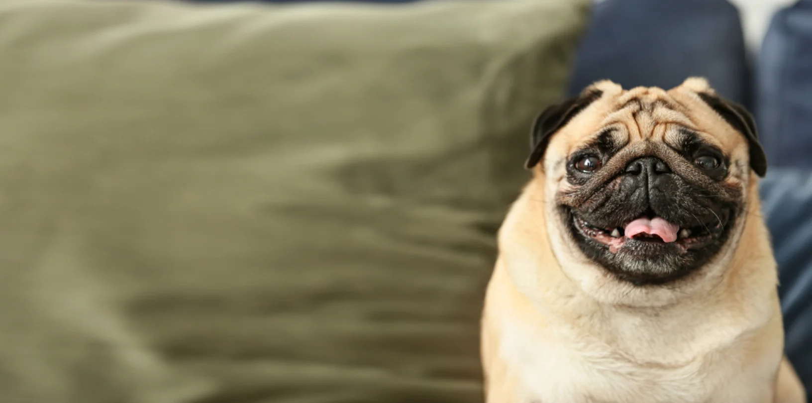 A pug sitting on a blue couch with green pillows