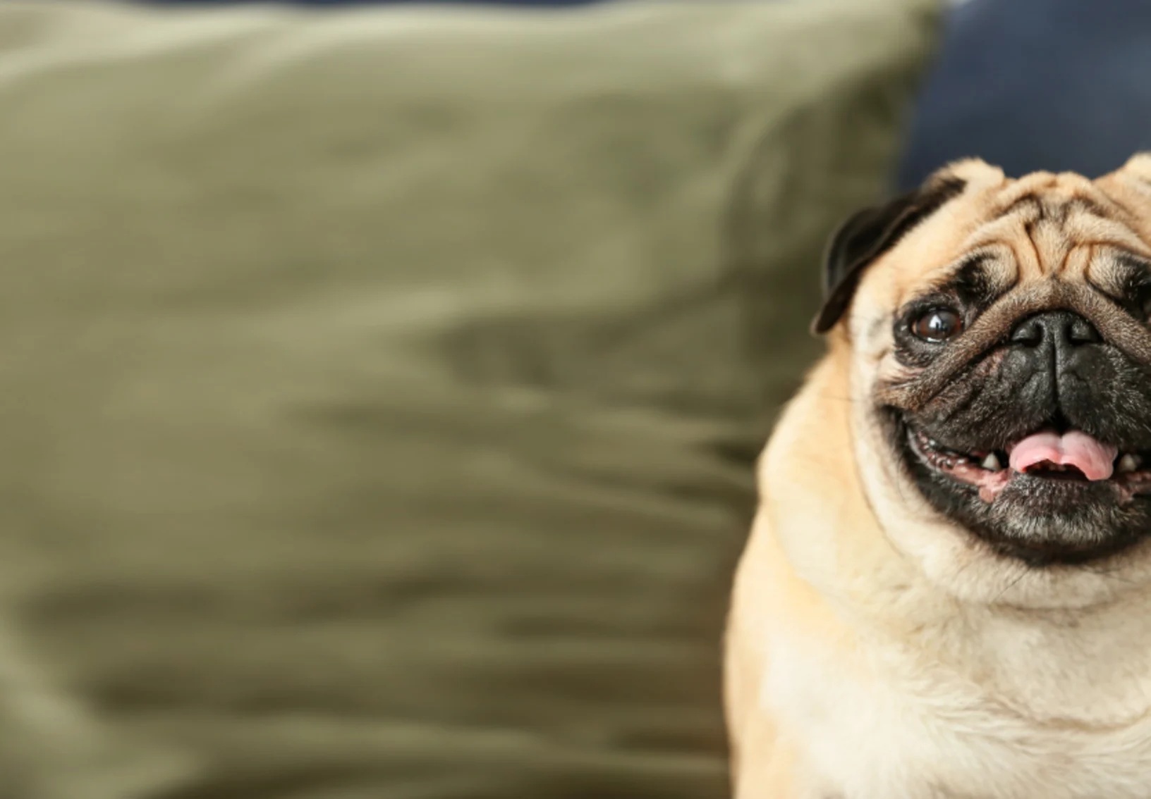 A pug sitting on a blue couch with green pillows