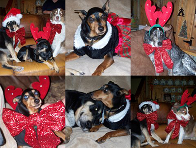Christmas Daschunds wearing red fake antlers