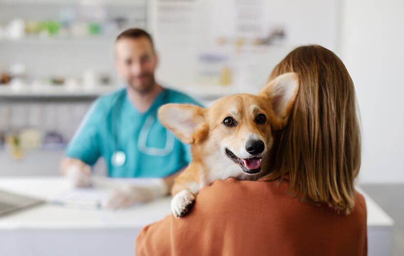 Corgie being held by pet parent in preparation for a visit