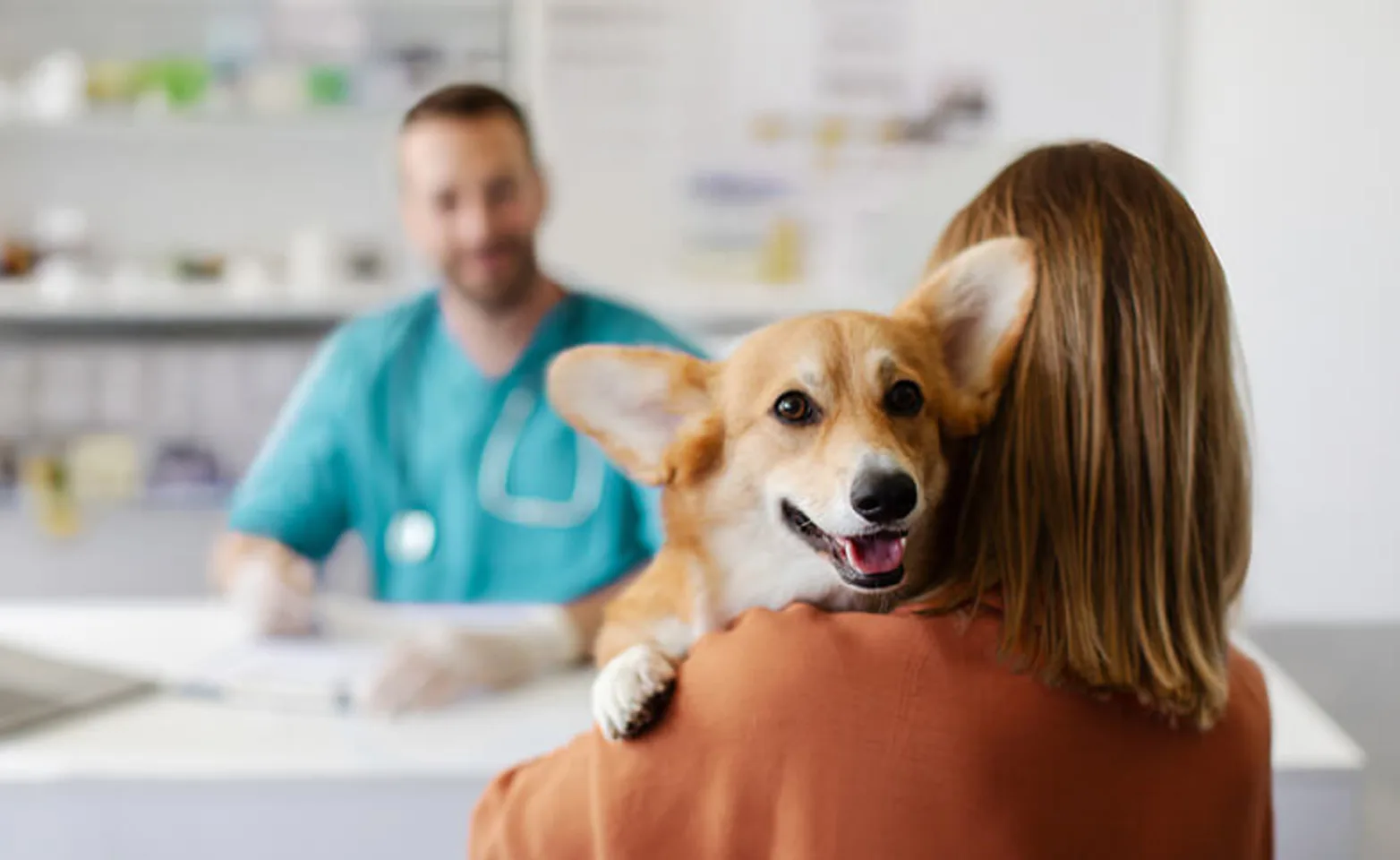 Corgie being held by pet parent in preparation for a visit Corgie being held by pet parent in preparation for a visit