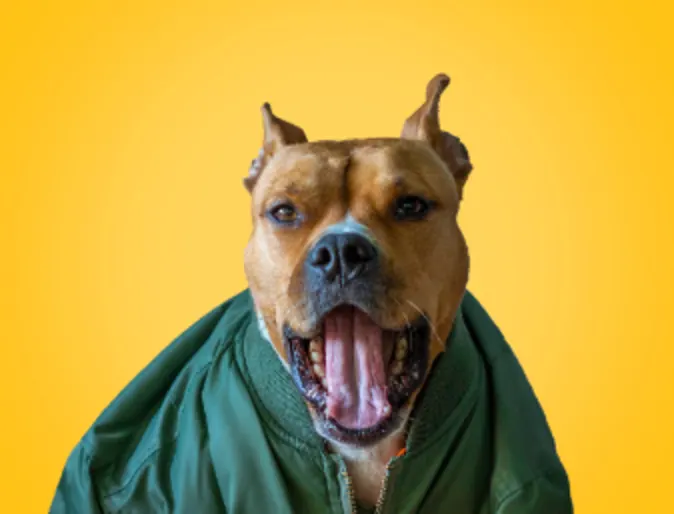Dog wearing a green jacket in front of a yellow background