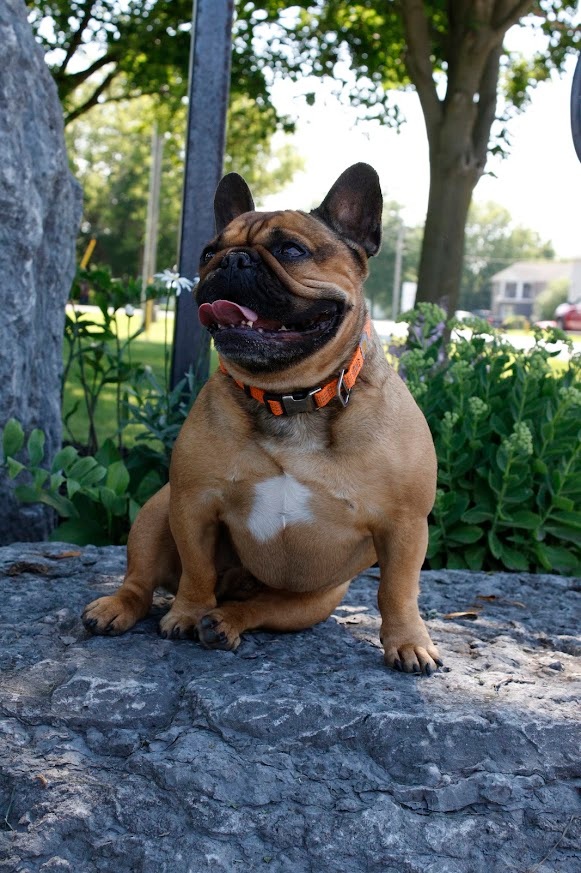 Dog sitting outside on a gravel road.
