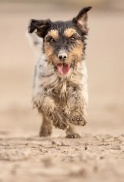 Dog running on desert sand