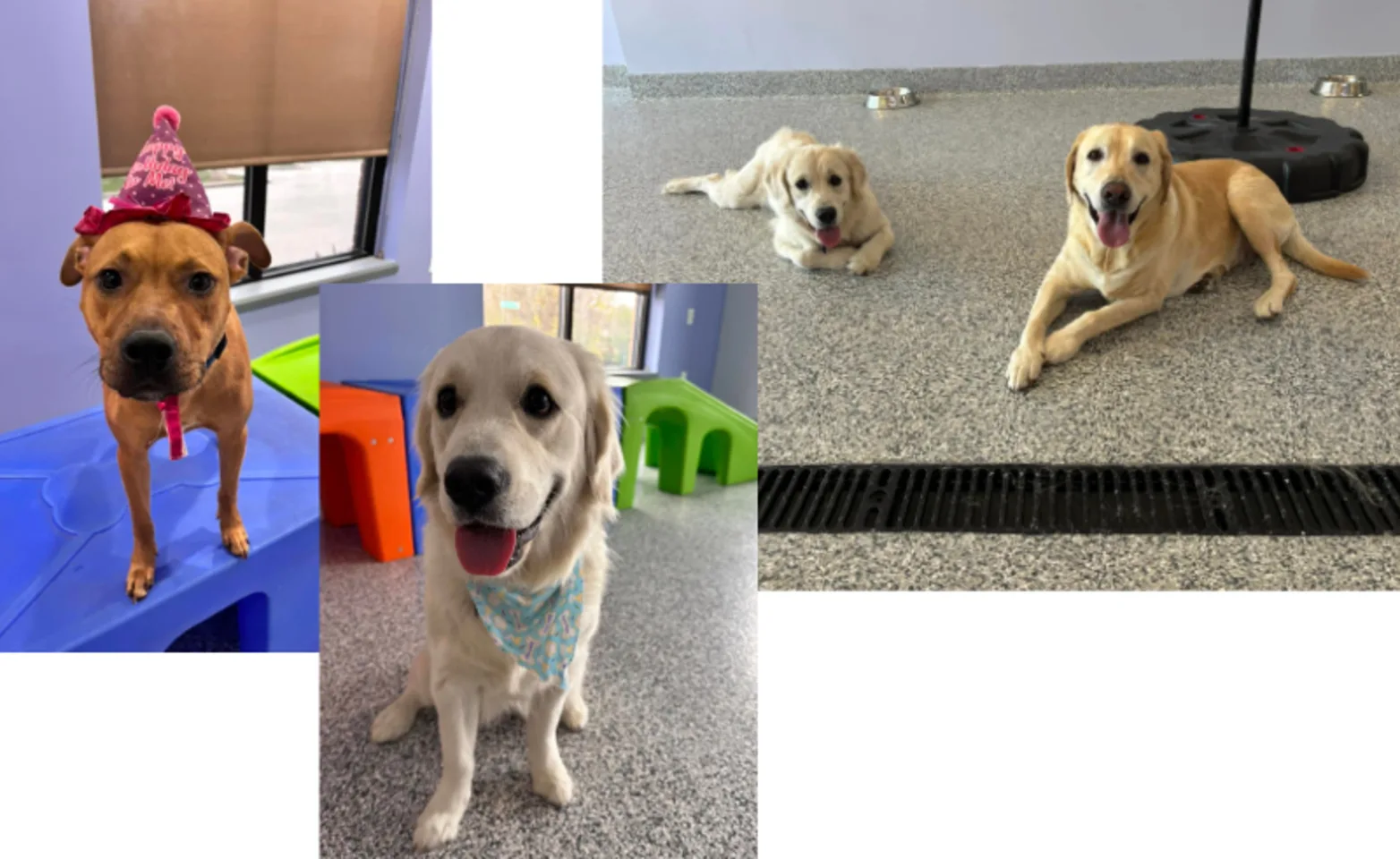 Dogs in Daycare at Plainfield Pet Resort Dogs in Daycare at Plainfield Pet Resort