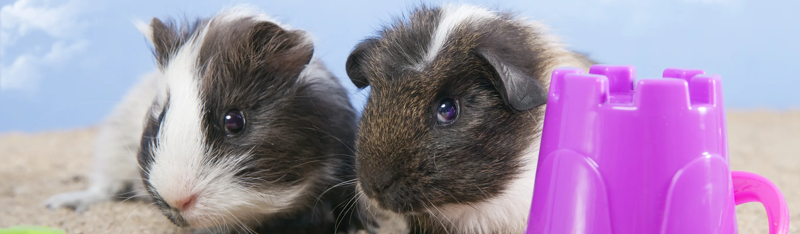 Two guinea pigs with toys. Two guinea pigs with toys.