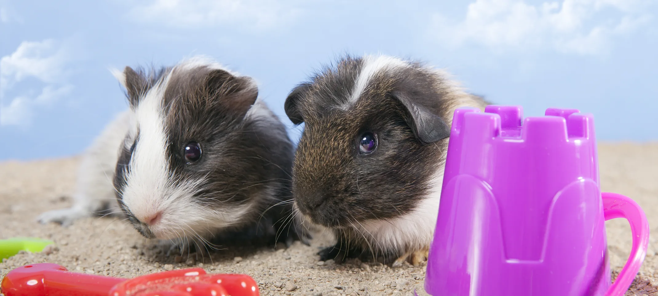 Two guinea pigs with toys. Two guinea pigs with toys.