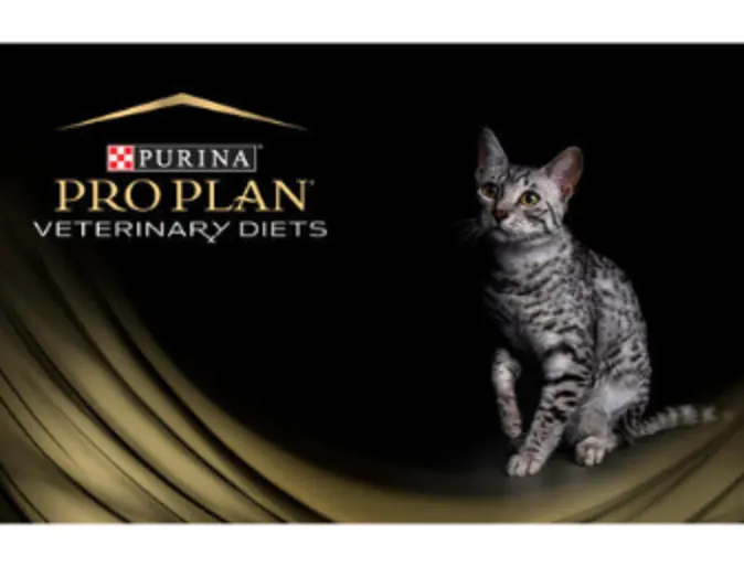 A gray cat sitting with a black studio background A gray cat sitting with a black studio background