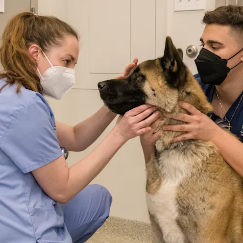 Doctor examining patient Doctor examining patient