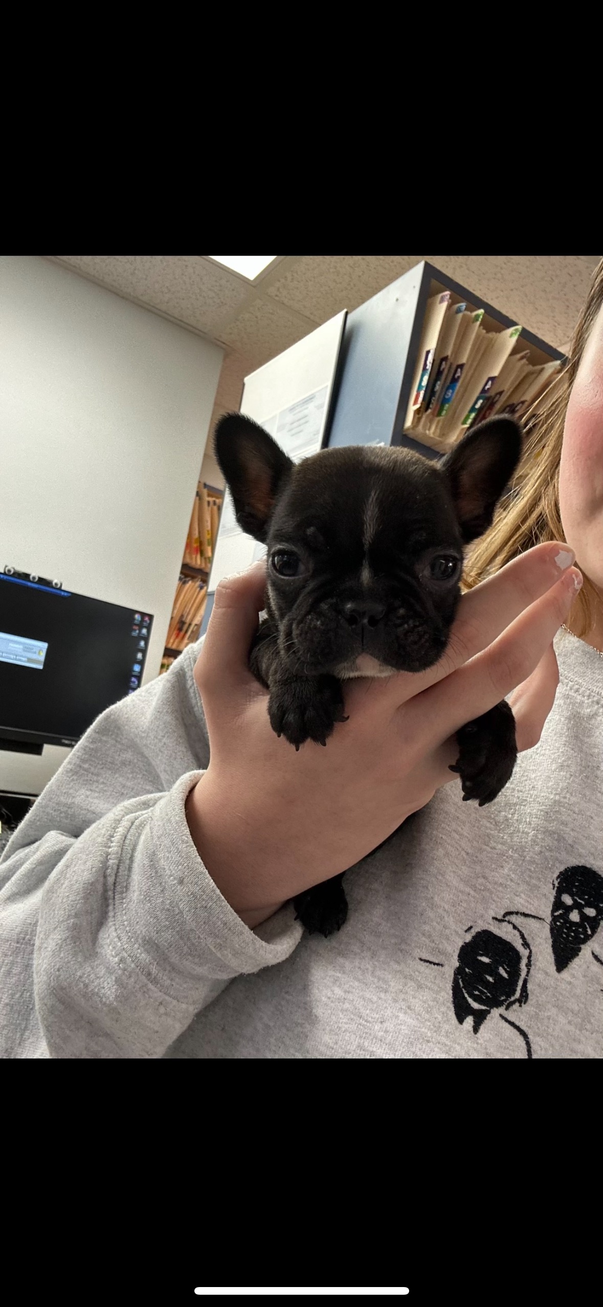 Black Puppy Being Held at Ferry Farm Animal Clinic