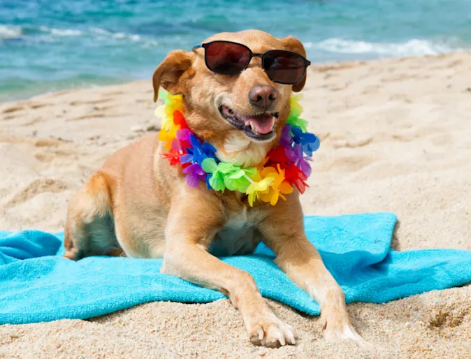 Dog Wearing Sunglasses & a Rainbow Lei at the Beach Dog Wearing Sunglasses & a Rainbow Lei at the Beach