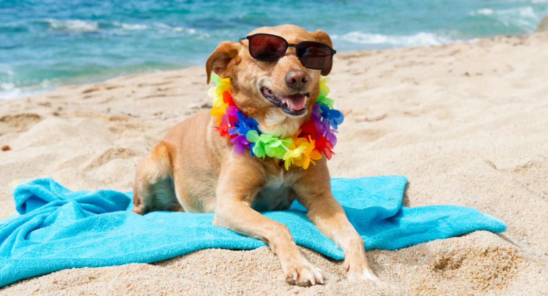 Dog Wearing Sunglasses & a Rainbow Lei at the Beach Dog Wearing Sunglasses & a Rainbow Lei at the Beach
