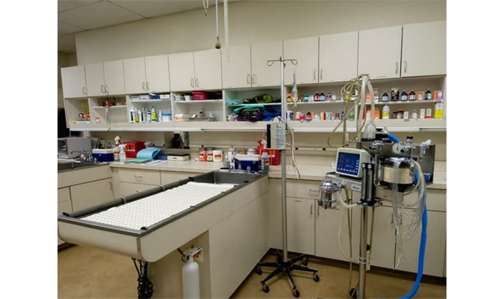 Countryside Animal Hospital of Tempe Treatment Table