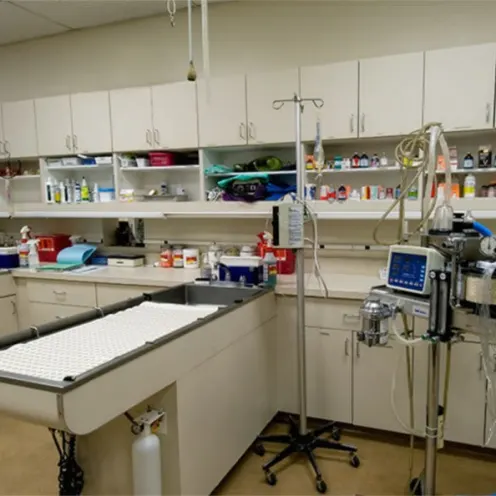 Countryside Animal Hospital of Tempe Treatment Table