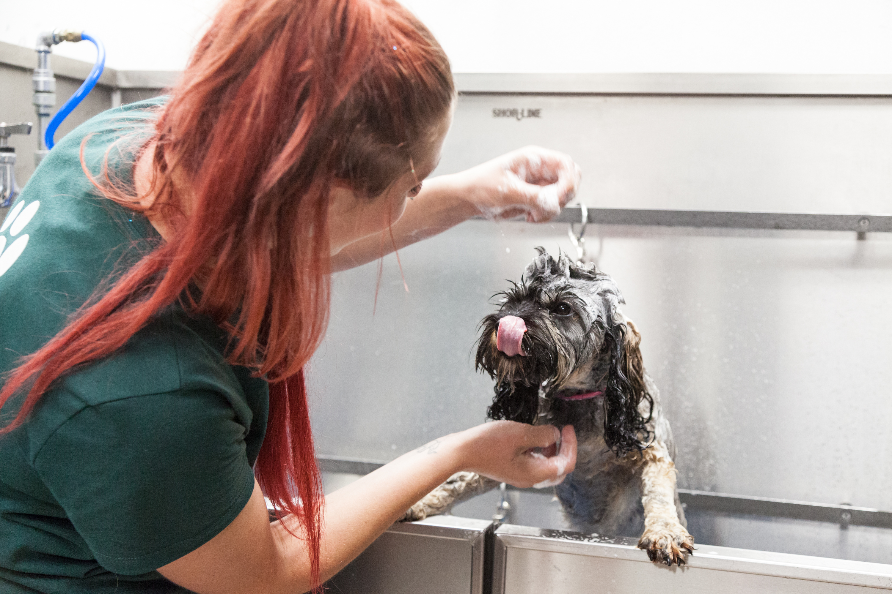 Candlewick Kennels Grooming