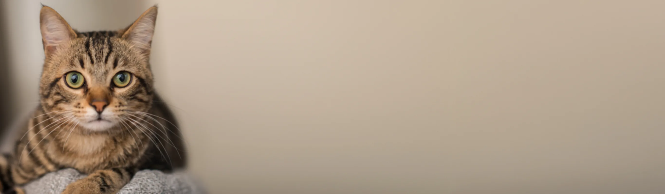 A Brown Cat Looking at the Camera A Brown Cat Looking at the Camera