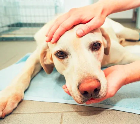 Dog laying on floor with doctor Dog laying on floor with doctor