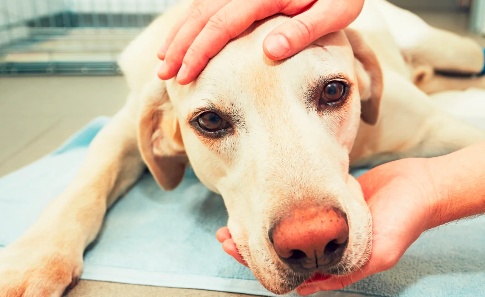 Dog laying on floor with doctor