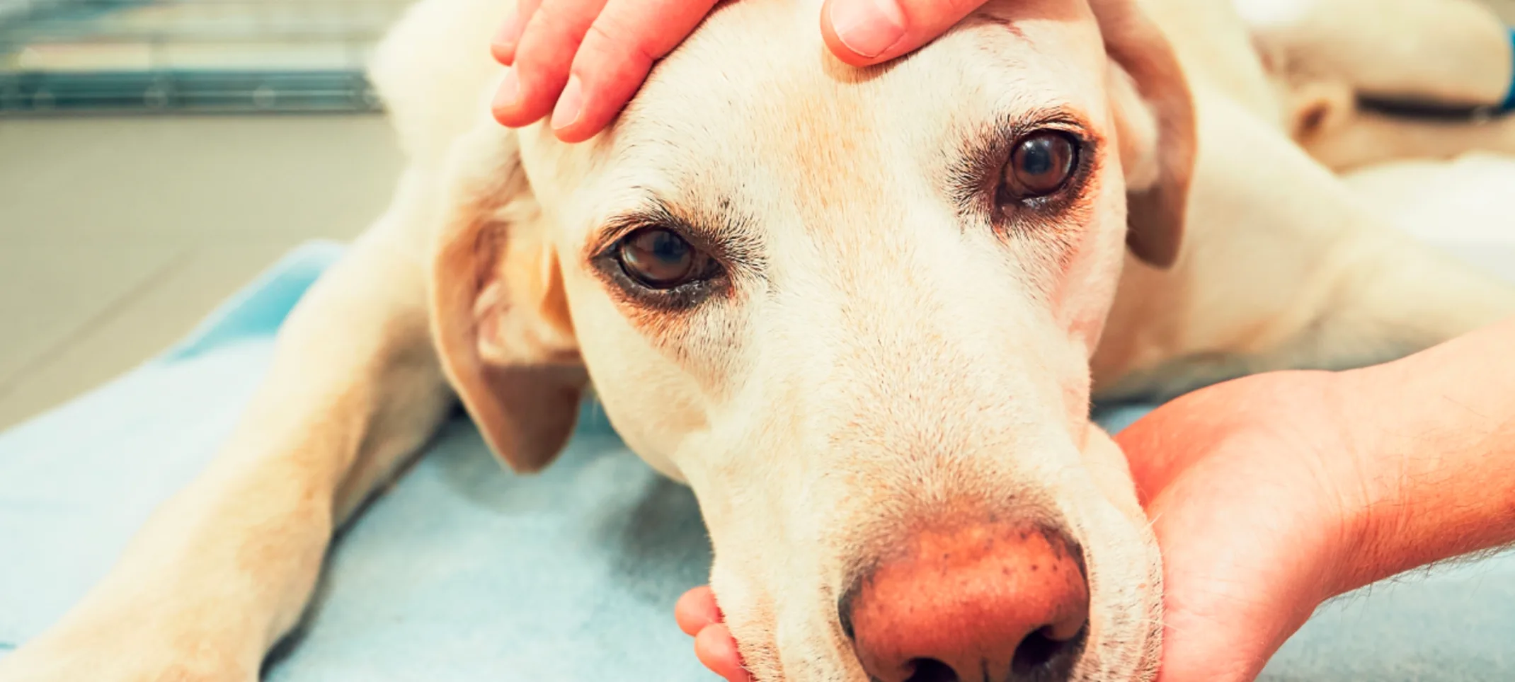 Dog laying on floor with doctor