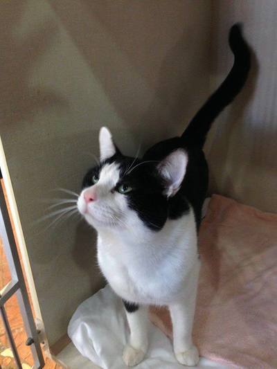 Black and white cat looking up