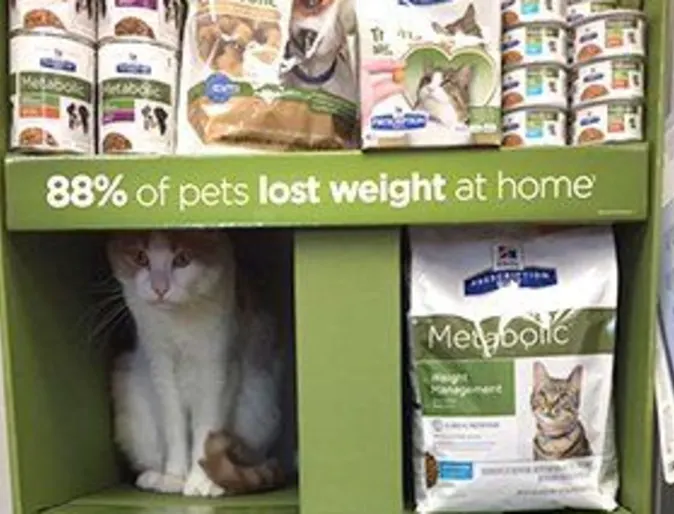 A shelf of food and pet products with a cat sitting inside a shelf
