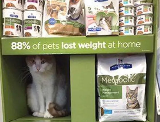 A shelf of food and pet products with a cat sitting inside a shelf