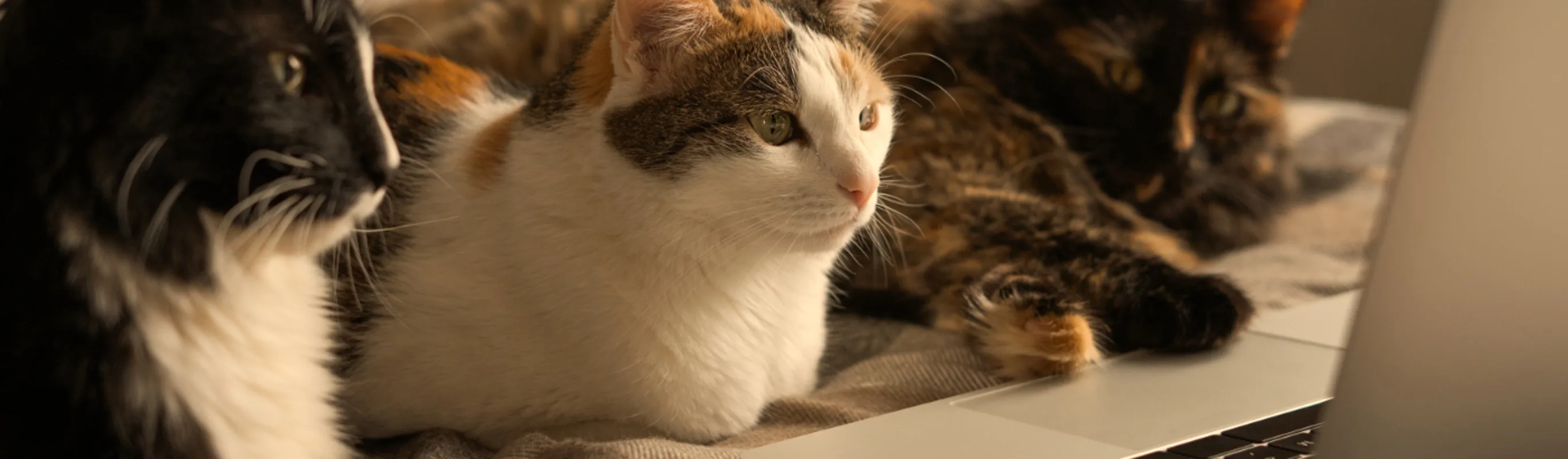 Three cats sitting in front of a laptop Three cats sitting in front of a laptop