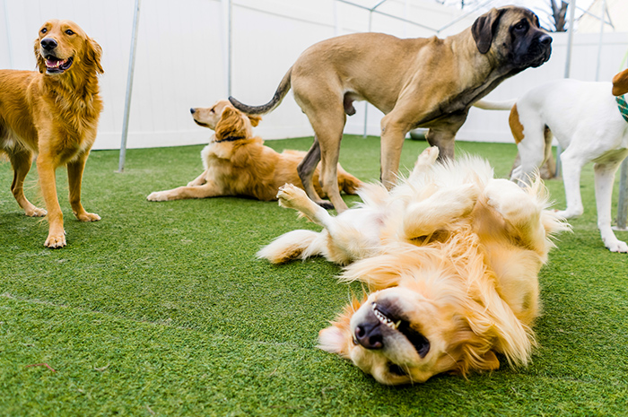 A dog rolls on the ground while others play at PetSuites. 