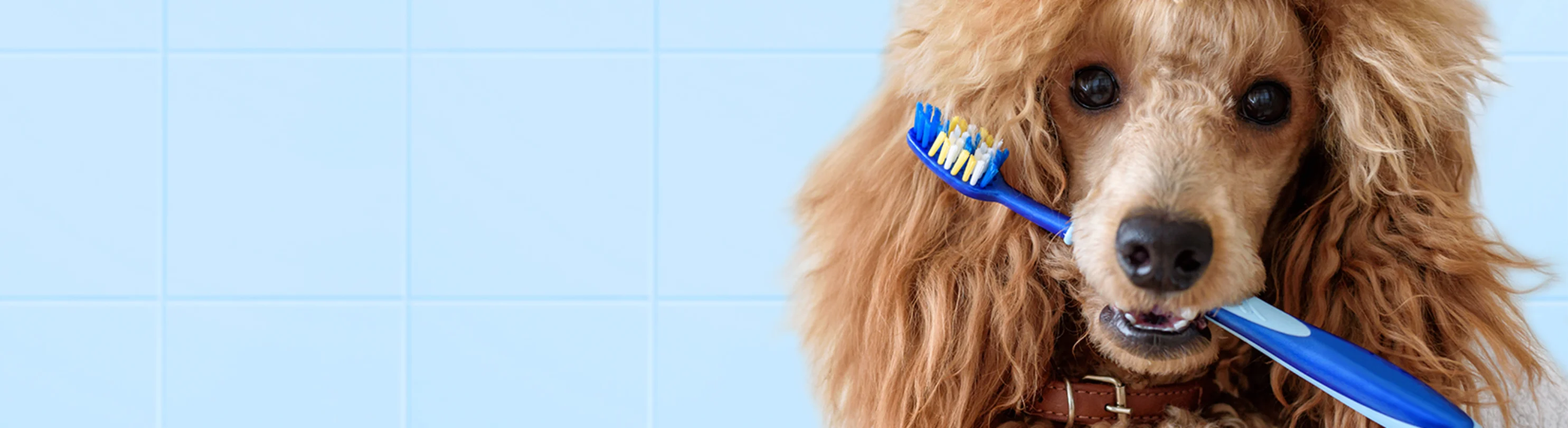 Dog with toothbrush in its mouth Dog with toothbrush in its mouth