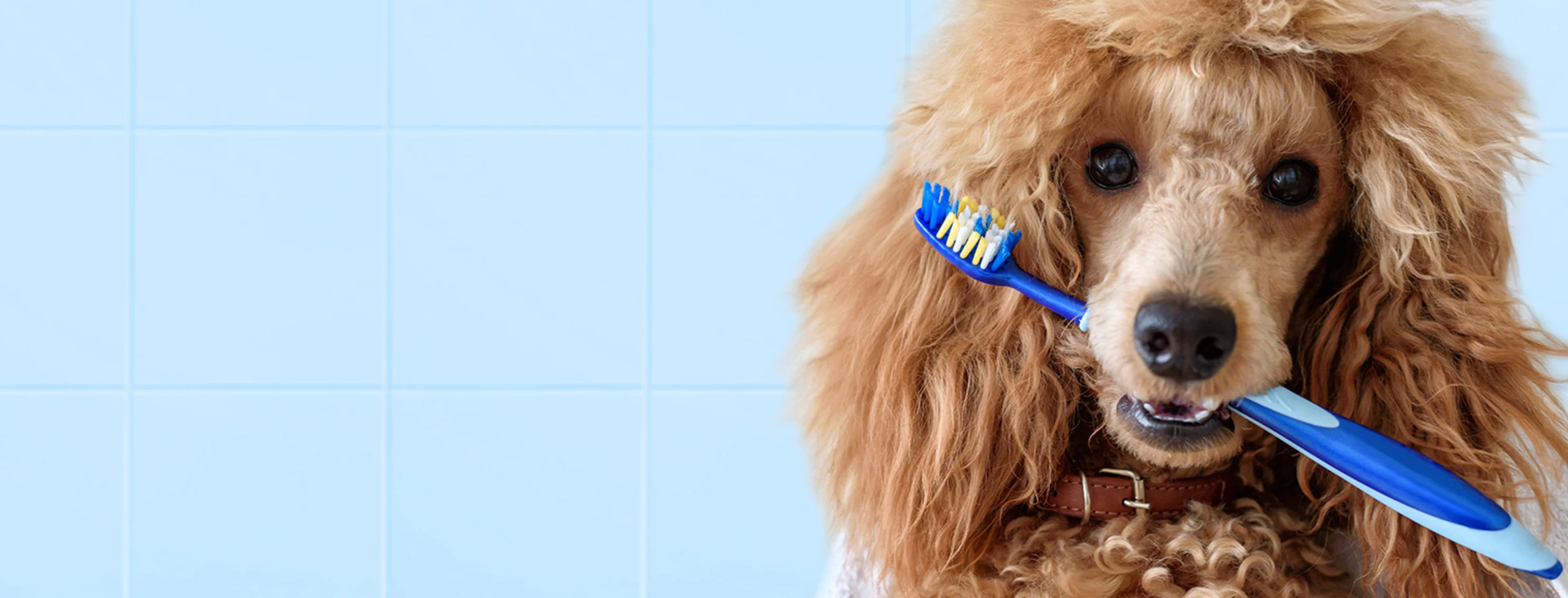 Dog with toothbrush in its mouth