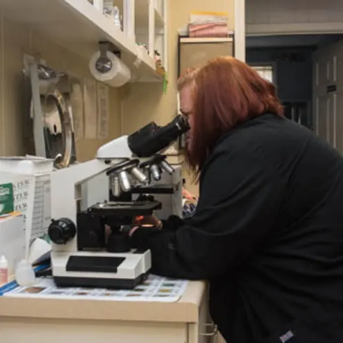 Staff looking through microscope Staff looking through microscope