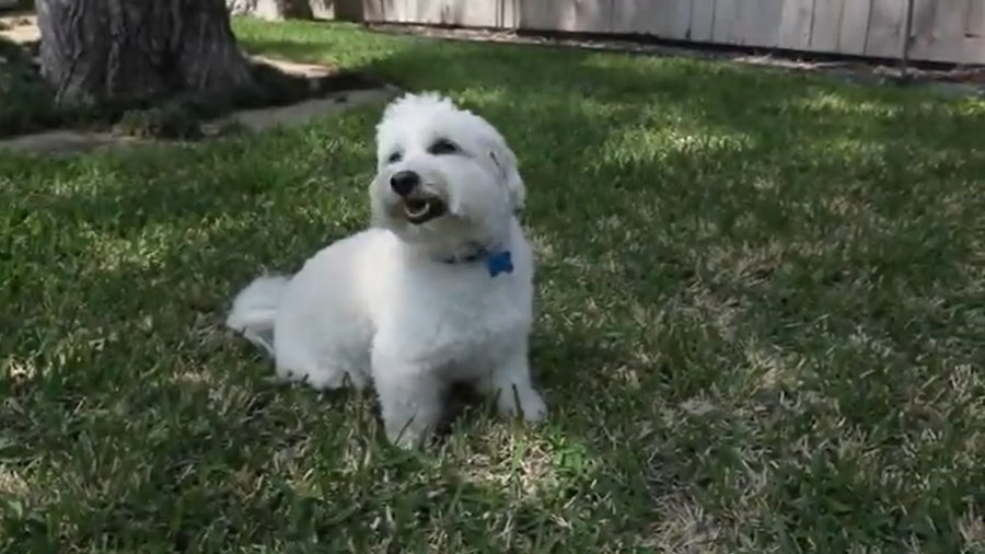 Dog sitting on grass