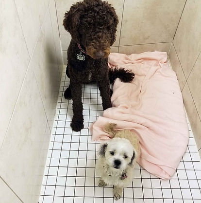 Two dogs sitting on the ground