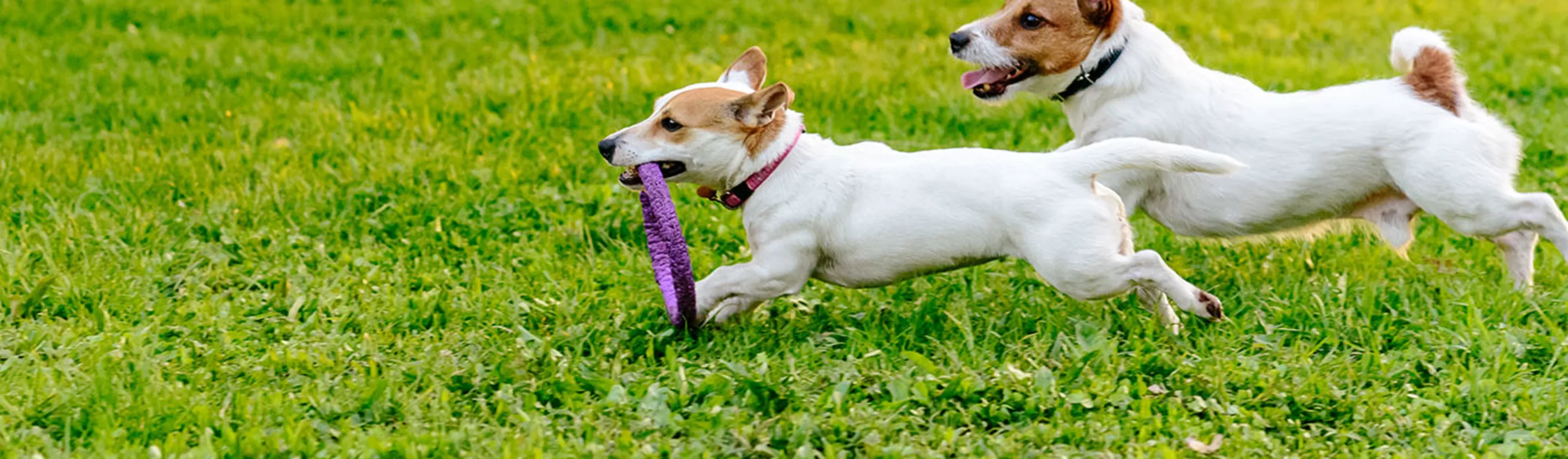 Two terriers running together and playing in a park Two terriers running together and playing in a park