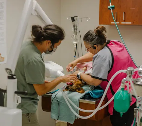 Coronado veterinary staff performing a dental procedure. Coronado veterinary staff performing a dental procedure.