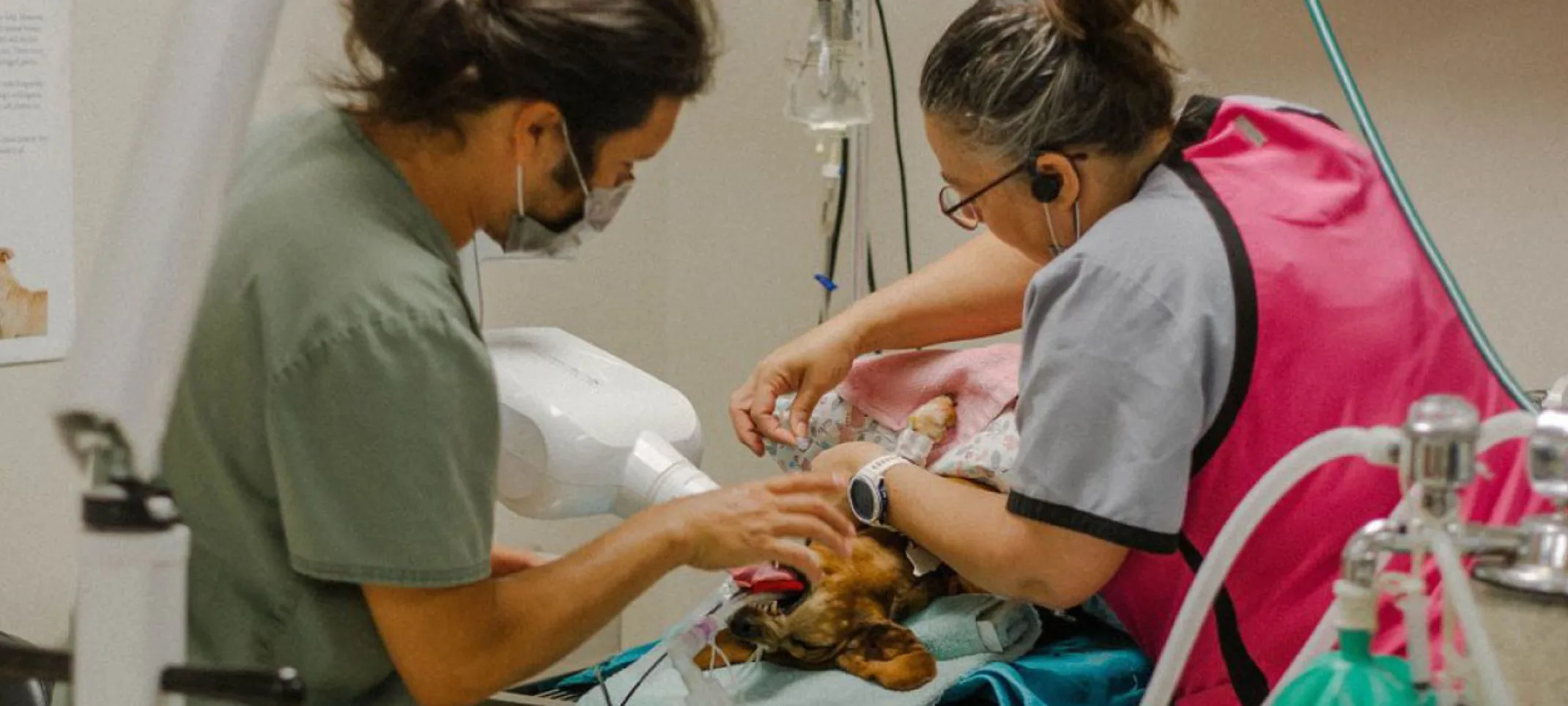 Coronado veterinary staff performing a dental procedure.
