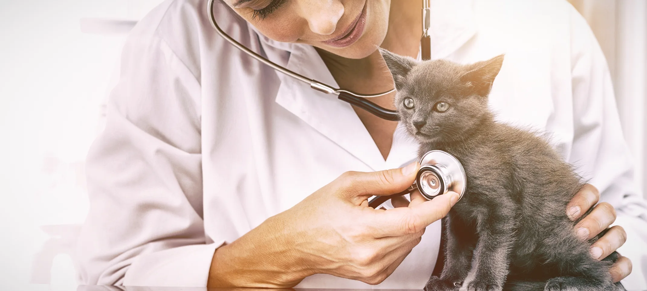 Vet checking cat with stethoscope