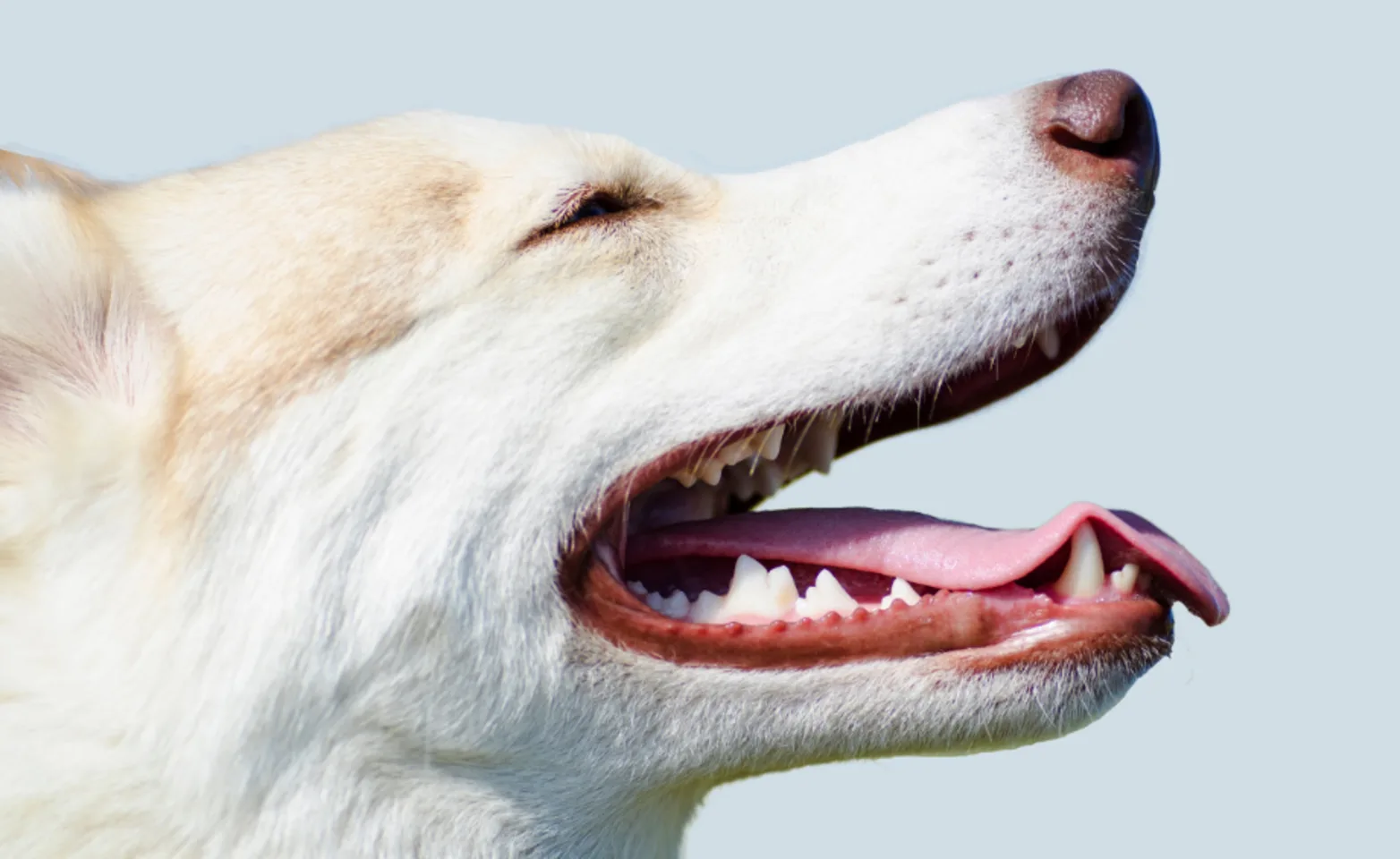 White and Tan Husky Smiling White and Tan Husky Smiling