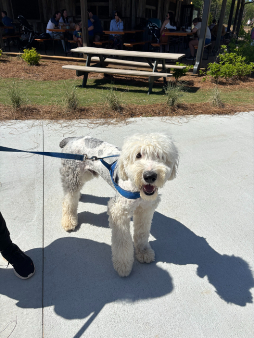 Pup Palooza with North Alabama Veterinary Emergency & Specialty