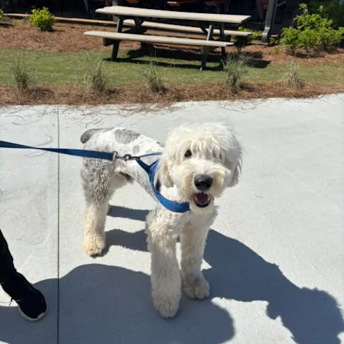 Pup Palooza with North Alabama Veterinary Emergency & Specialty Pup Palooza with North Alabama Veterinary Emergency & Specialty
