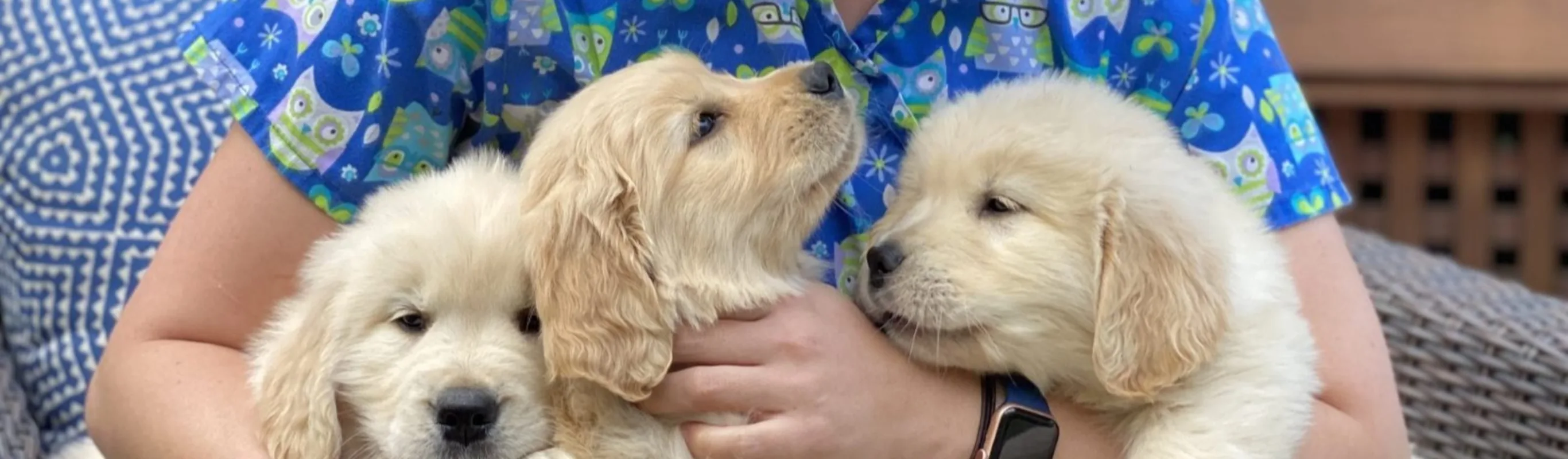 Staff member hugging golden retriever puppies Staff member hugging golden retriever puppies