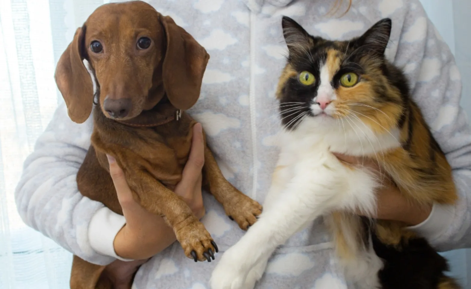A veterinary professional holding a dog and cat