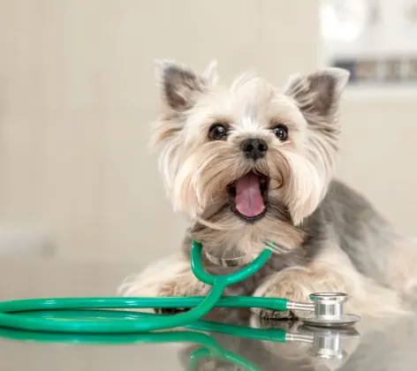 Small Dog Wearing a Green Stethoscope