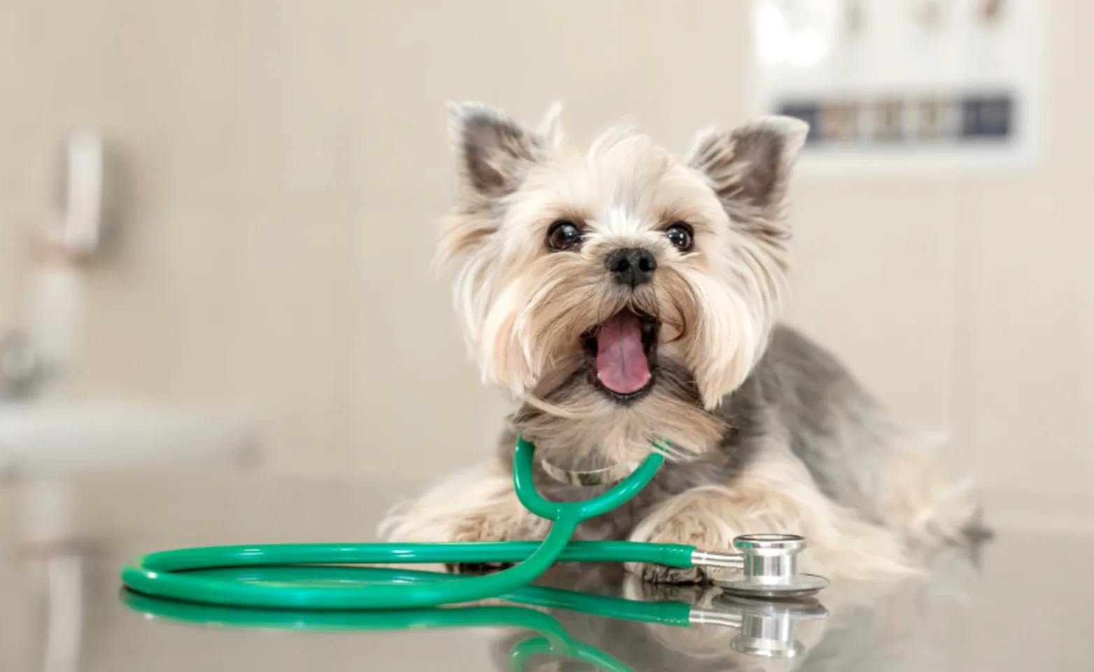 Small Dog Wearing a Green Stethoscope