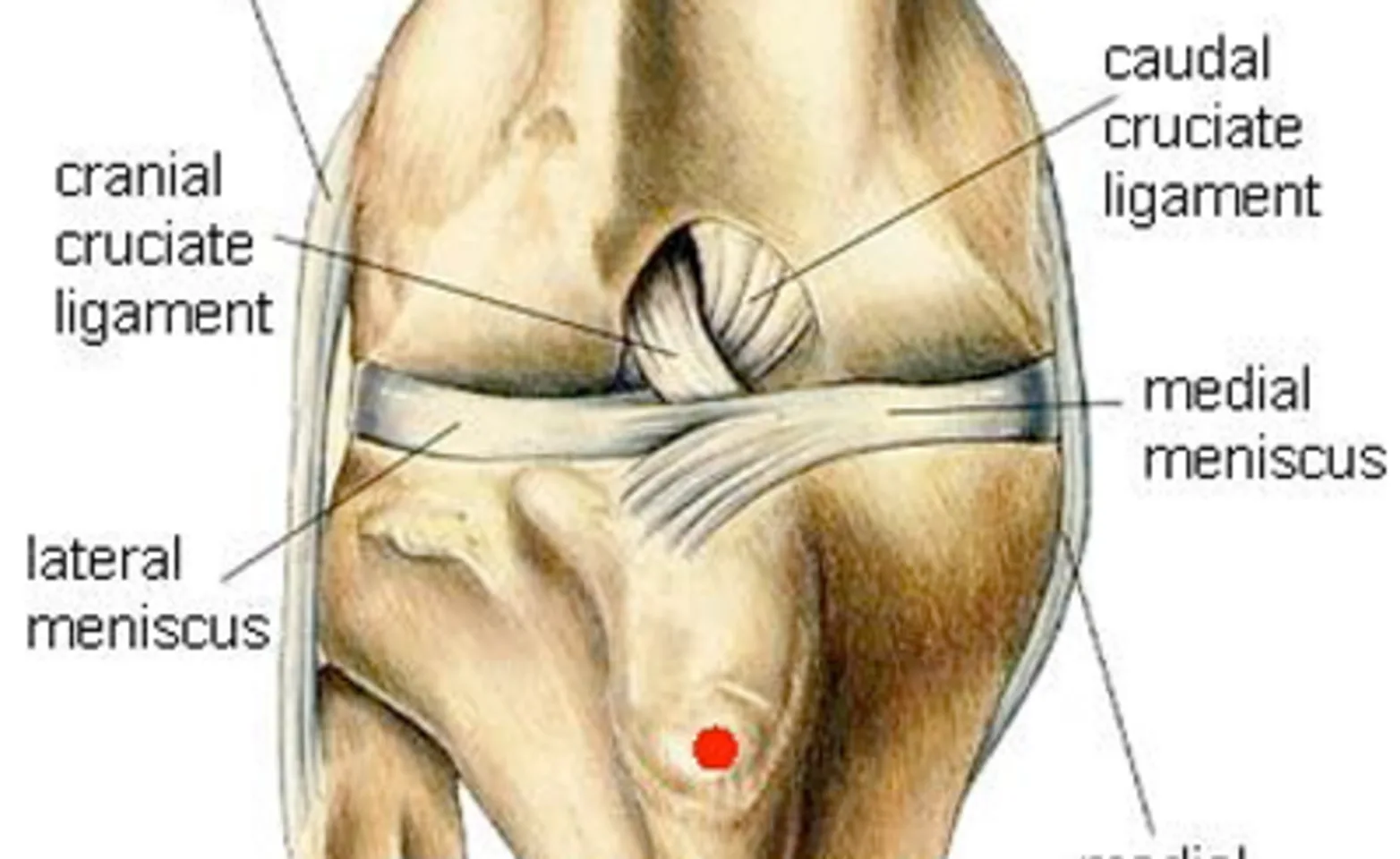 Knee Diagram Knee Diagram