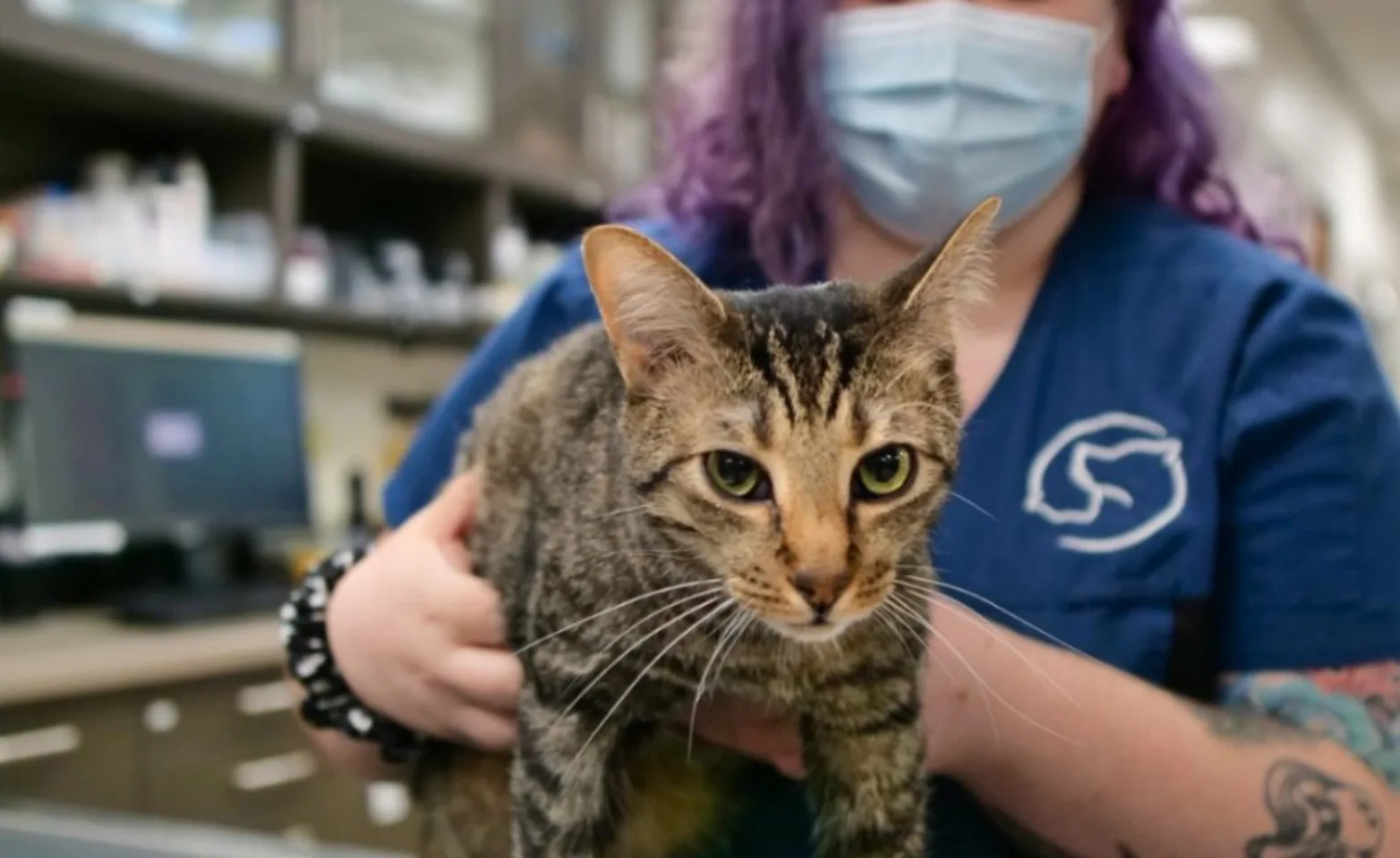 A Mountainside employee examining a tabby cat